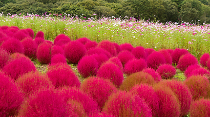 Image showing Bassia scoparia and cosmos garden