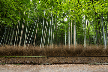 Image showing Arashiyama bamboo forest in Kyoto