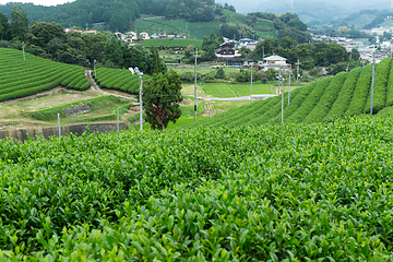 Image showing Green tea plantation