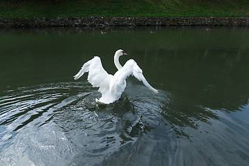 Image showing Swan on the Lake