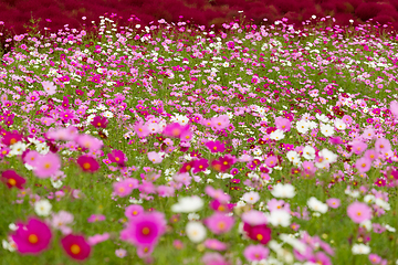 Image showing Cosmos flowers field