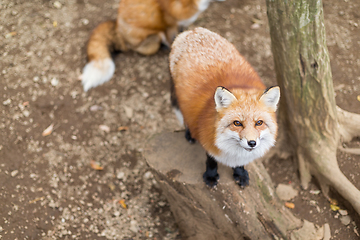 Image showing Fox waiting for food