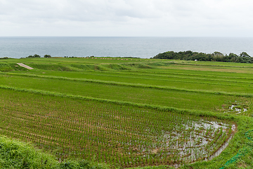 Image showing Rice field and seascape