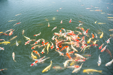 Image showing Koi fish water garden