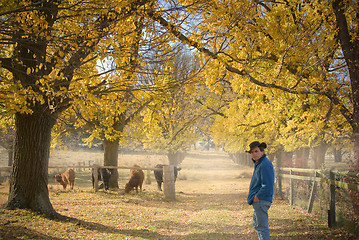 Image showing farmer checks the cows