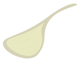Image showing Single clove of the spice with strong smell called garlic vector