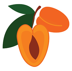 Image showing Two cartoon orange apricots vector illustartion on white backgro