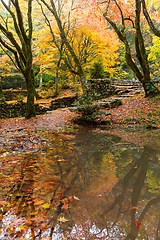 Image showing Beautiful Japanese garden with maple tree