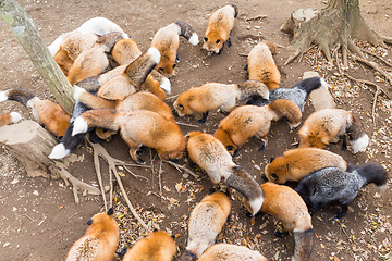 Image showing Feeding group of red fox