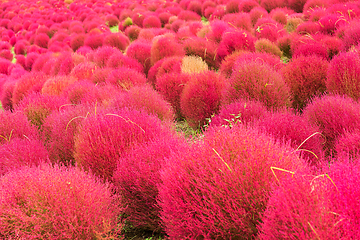 Image showing Kochia in japanese garden
