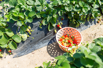 Image showing Picking Strawberry field