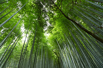 Image showing Mysterious bamboo forest 