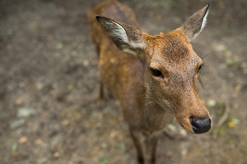 Image showing Deer looking for food