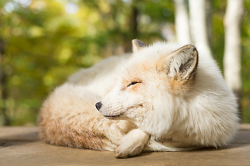 Image showing Sleepy fox