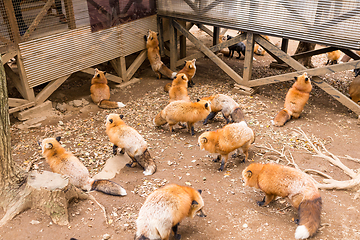 Image showing Group of fox