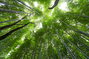 Image showing Bamboo forest grove