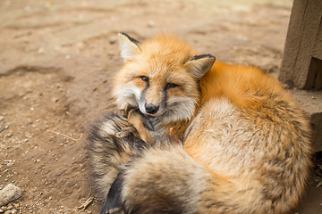 Image showing Red fox