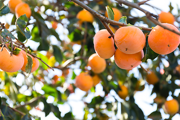 Image showing Persimmon tree