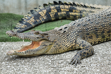 Image showing Crocodile 