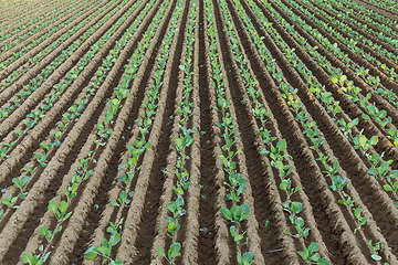 Image showing Lettuce field