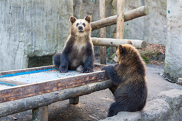Image showing Little bear in zoo