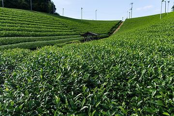 Image showing Tea plantation highland