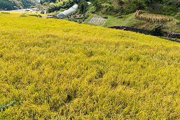 Image showing Rice field