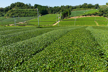 Image showing Tea field