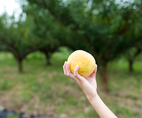 Image showing Hand holding a pear in a farm