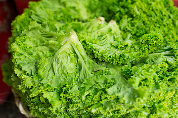 Image showing Fresh Lettuce cabbage in wet market 