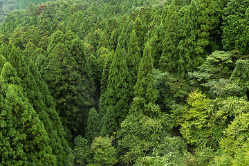 Image showing Green forest mountain