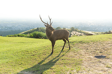 Image showing Deer in Nara