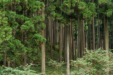 Image showing Tropical Green Forest