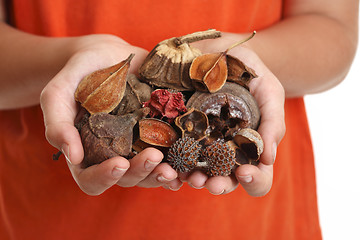 Image showing Handful of fragrant potpourri