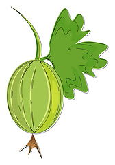 Image showing An Indian gooseberry vector or color illustration