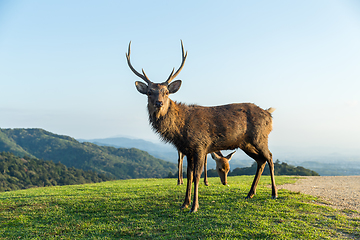 Image showing Stag Deer at highland