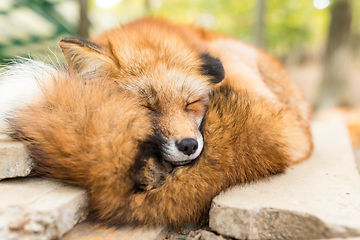 Image showing Sleepy fox at outdoor