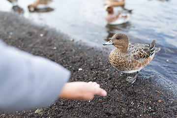 Image showing Woman feeding duck