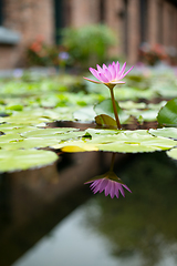 Image showing Water Lily with flower