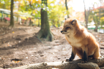 Image showing Cute Fox