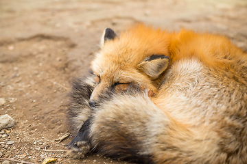 Image showing Red fox sleeping