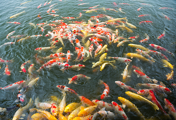 Image showing Many Koi fish pond