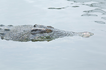 Image showing Swimming Crocodile