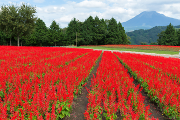 Image showing Salvia field