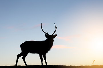 Image showing Silhouette of Deer Stag with sunset