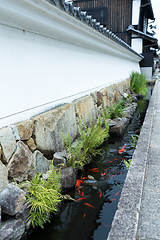 Image showing Carp fish in the roadside