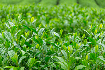 Image showing Tea farm