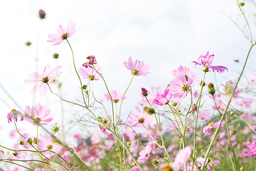 Image showing Pink daisy field