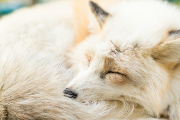 Image showing Sleepy Fox