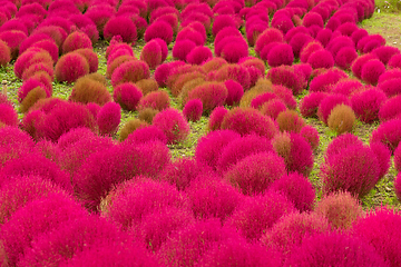 Image showing Red Bassia scoparia garden